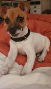 Kona-Manley