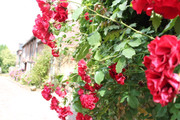IMG-4211.jpg