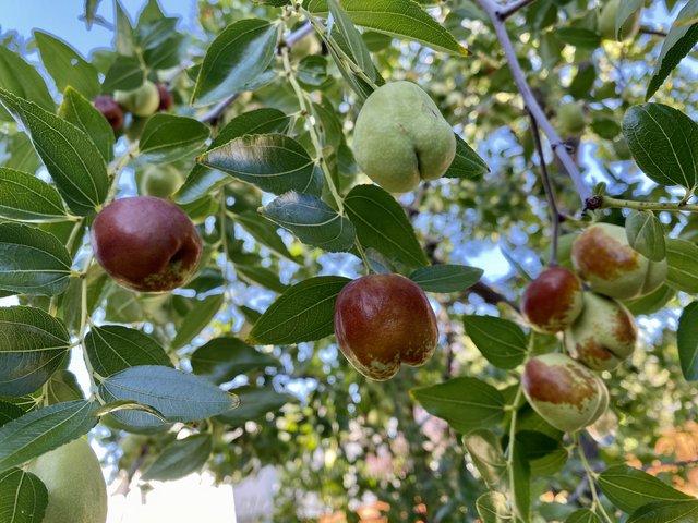 [Image: 40-B8-AC8-F-5060-4950-B4-B3-C677-C22-FE963.jpg]