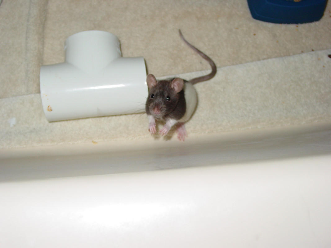 How to catch rats in a bucket of water - Quora