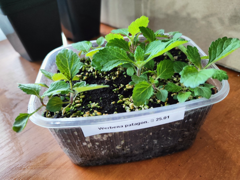 IMG20220226123519(1)