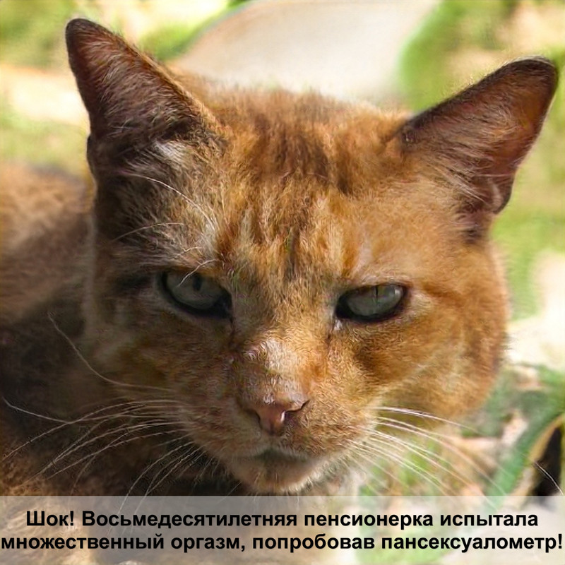 вольер для кошек своими руками