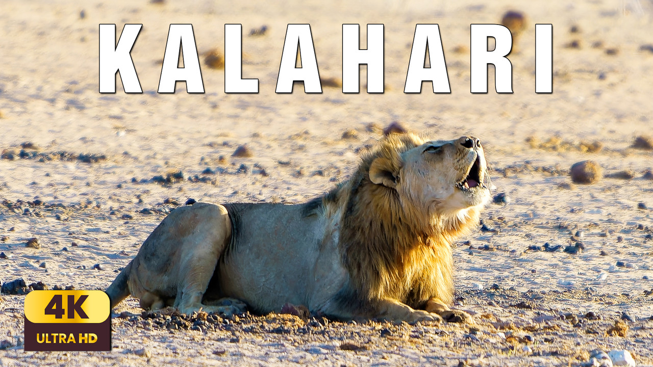 Kalahari Desert 4K | Into the Heart of an Eternal Wilderness | Soothing Cinematic Relaxation