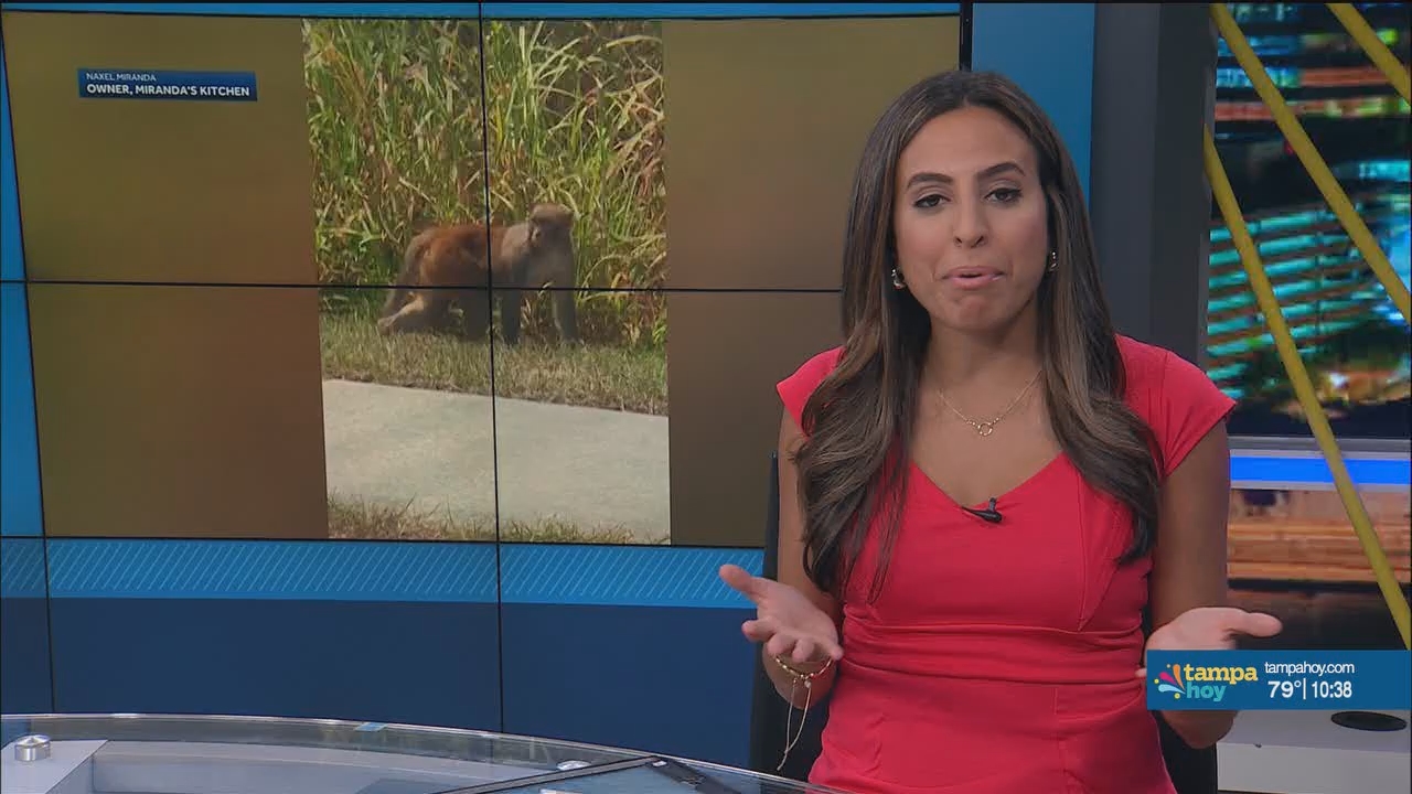 Noticias Tampa Hoy_20240504_03300400.ts_snapshot_08.35.839