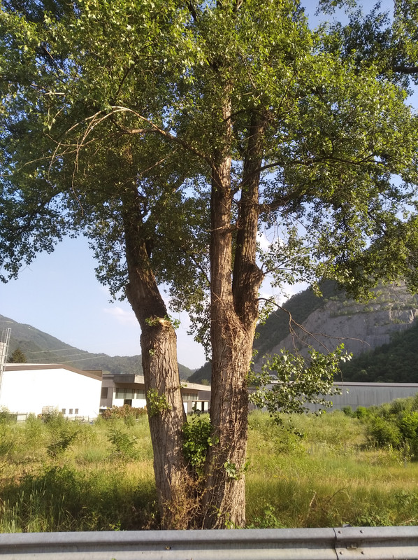 Che albero è? IMG-20210621-183655-1