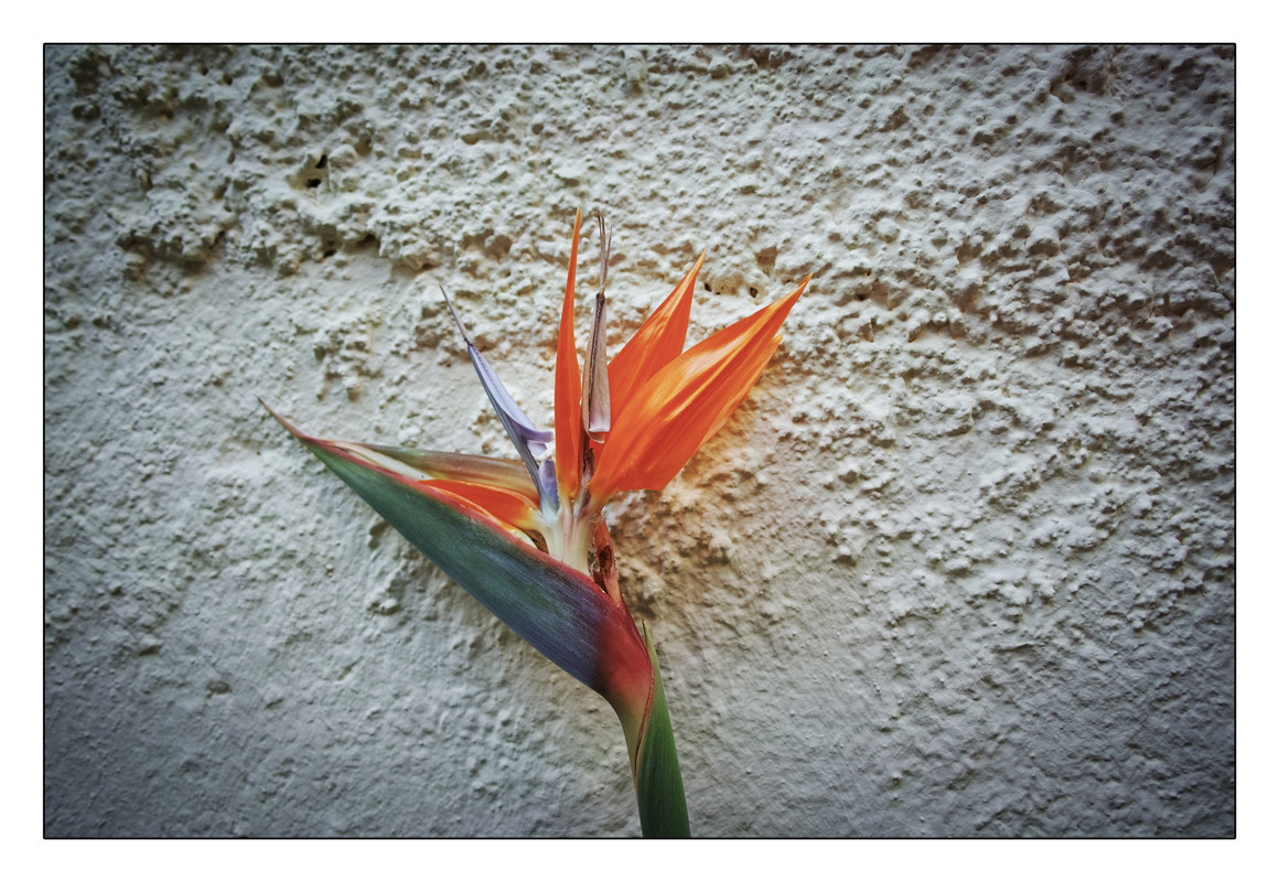 _P1Q0272SPP