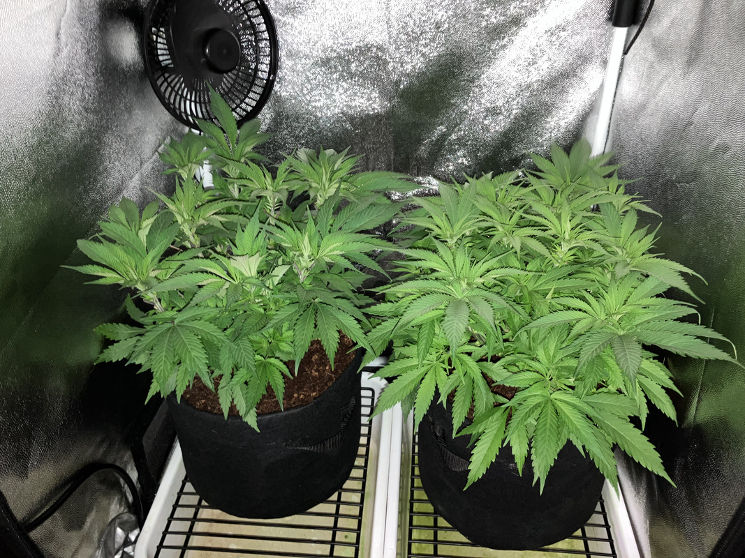 bIMG_1432  (abril 23 2023)