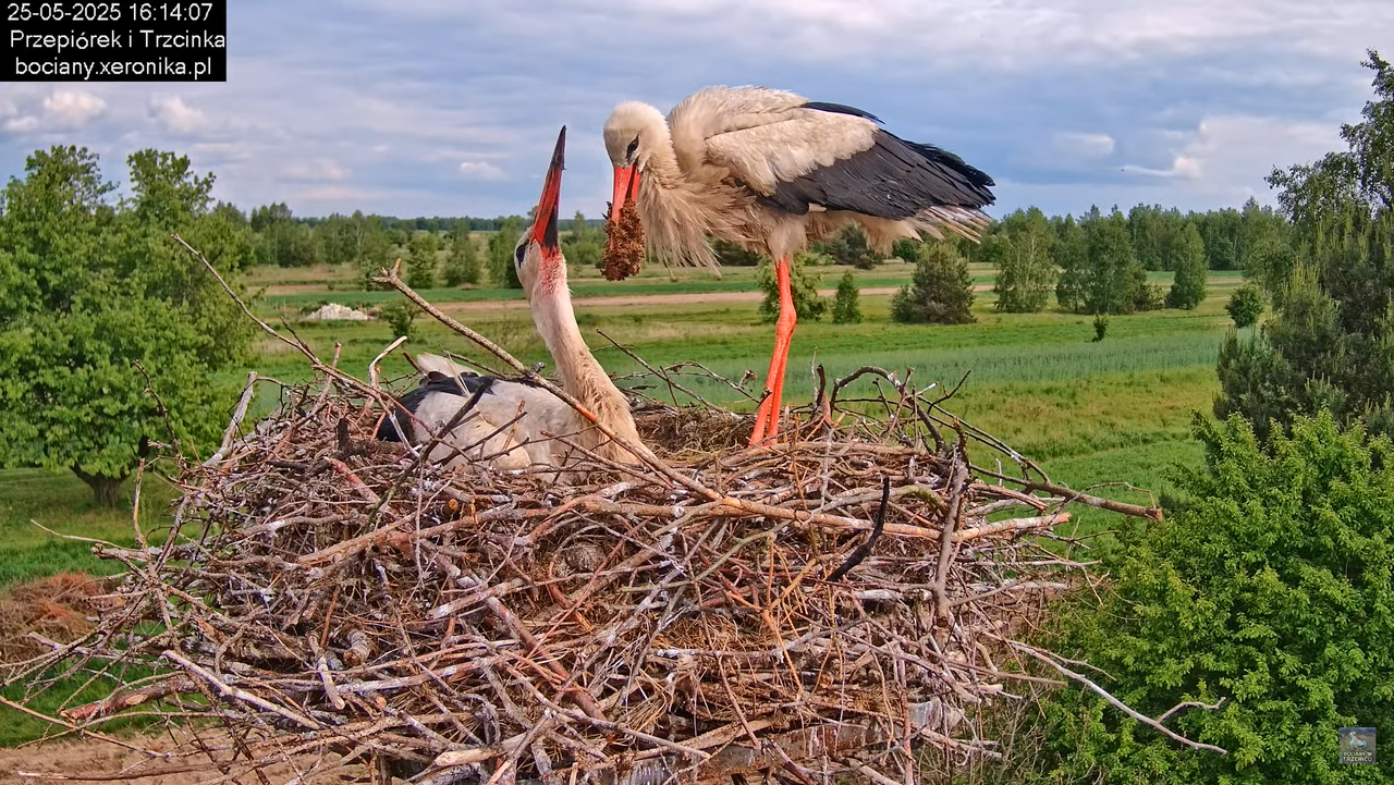25052025bociany27
