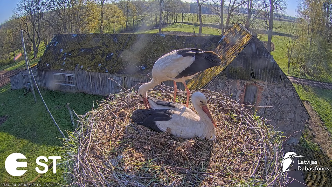 Baltie stārķi (Ciconia ciconia) Tukuma novadā - LDF tiešraide __ White storks in Tukums, Latvia 13-8