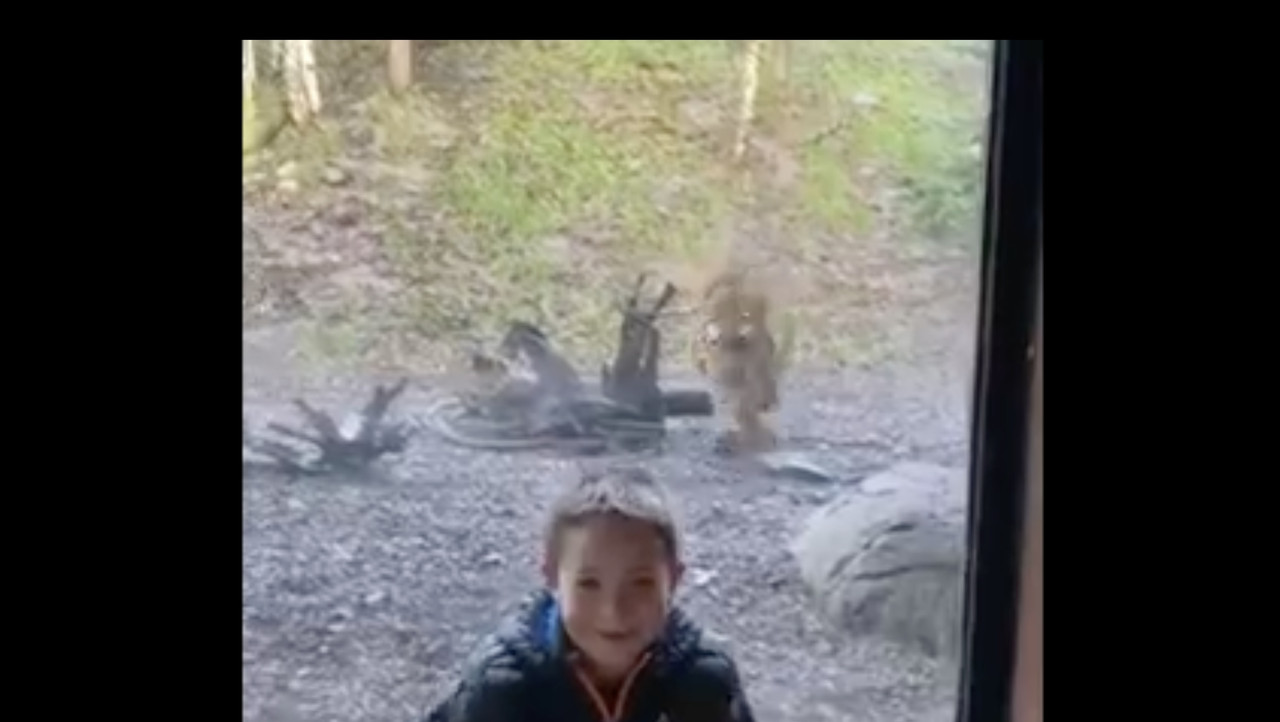 Niño casi es cazado por un tigre cuando le tomaba fotos y todo es grabado