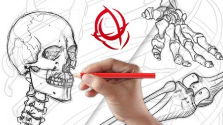 Anatomy Art School: Complete Skeleton Drawing Course
