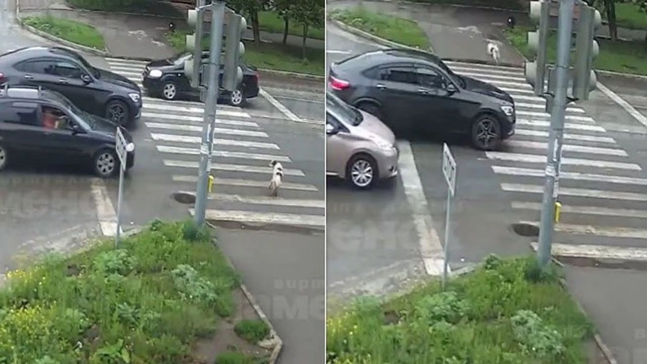 Perro cruza peligrosa avenida, sale ileso, pero causa choque ¡Este es el video!
