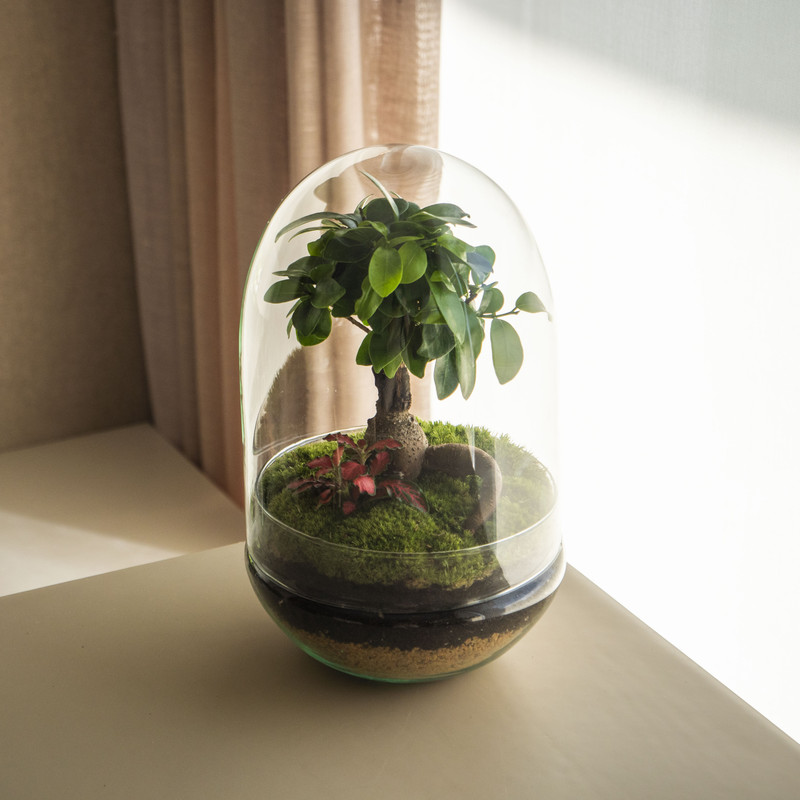 Natura Forest - Jardín En Un Bol
