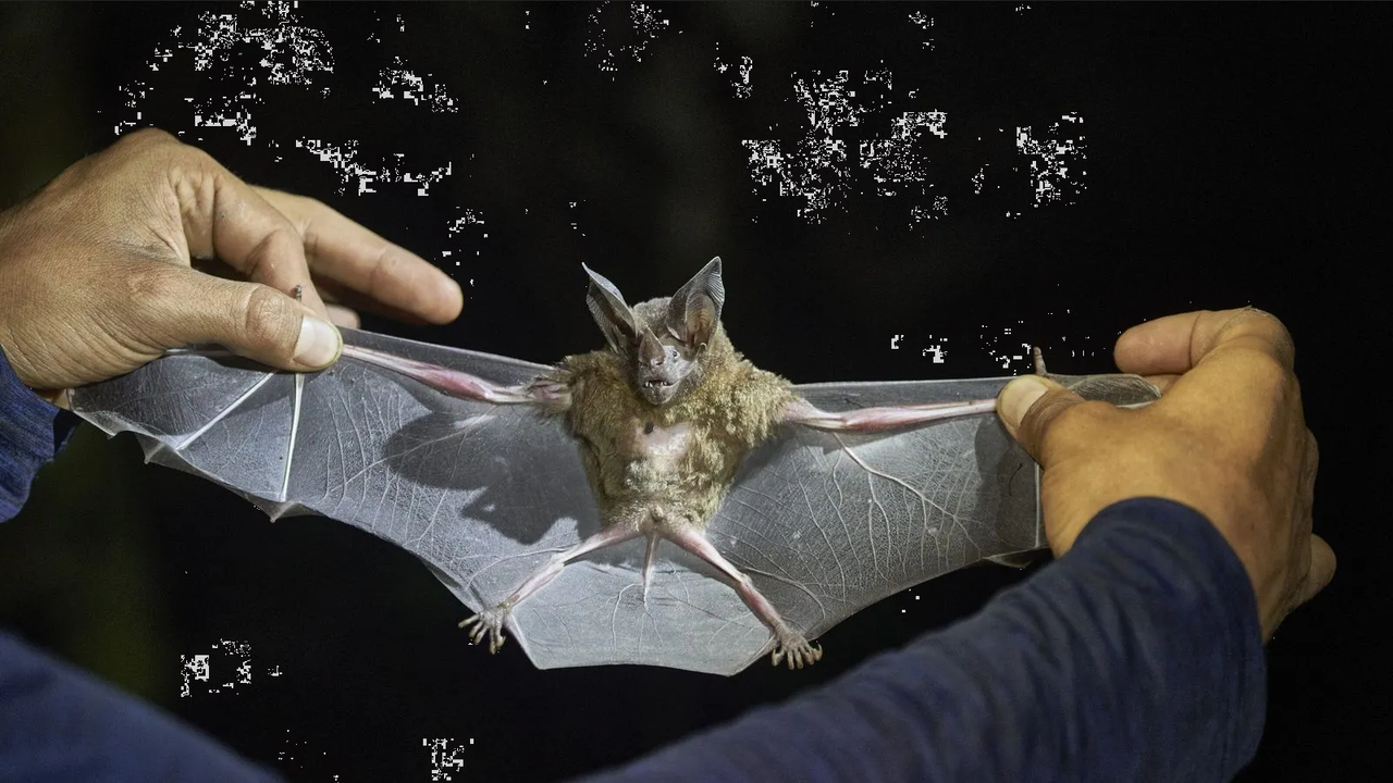 Nuevo virus mortal transmitido por murciélagos se está propagando por Asia