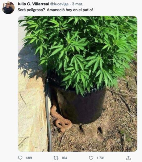 Foto de planta de marihuana y serpiente se viraliza, ¿Qué es más peligroso?