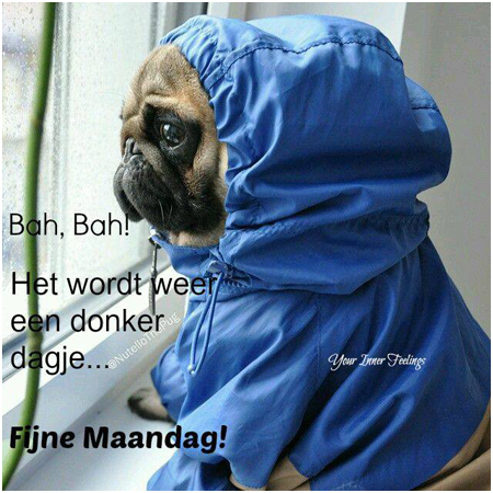 fijne-maandag-hondje