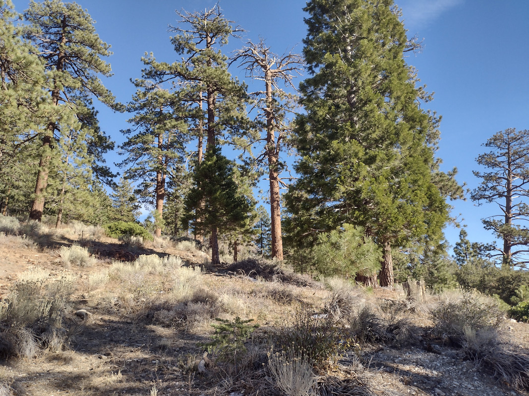 Trees. One is split halfway up.