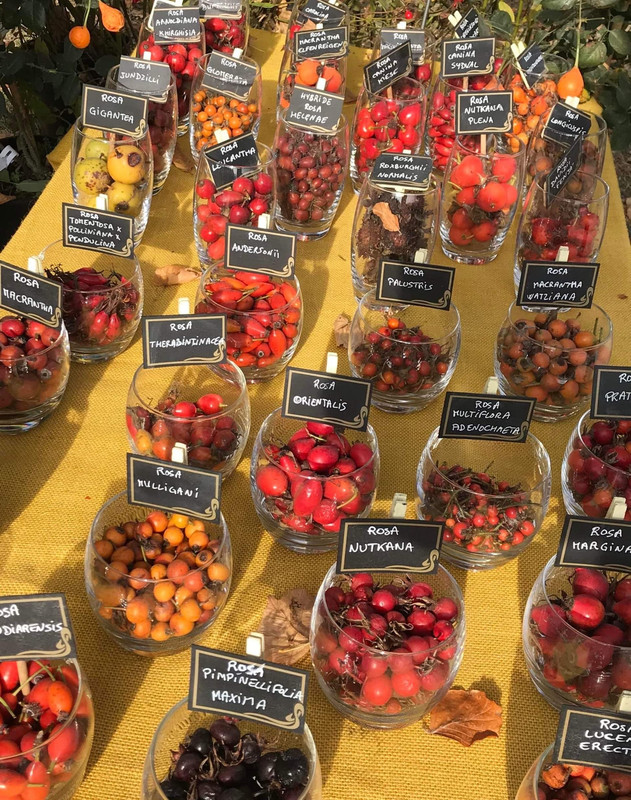 0e7089e71e9928dd06464adf9675beb595c9da70 big rose hips species