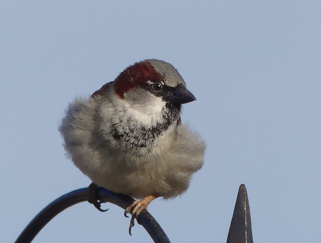 SPARROW 9