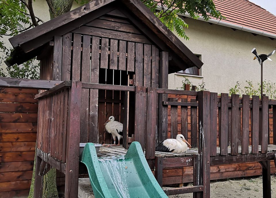 Ságvári és zámolyi kisgólyák3