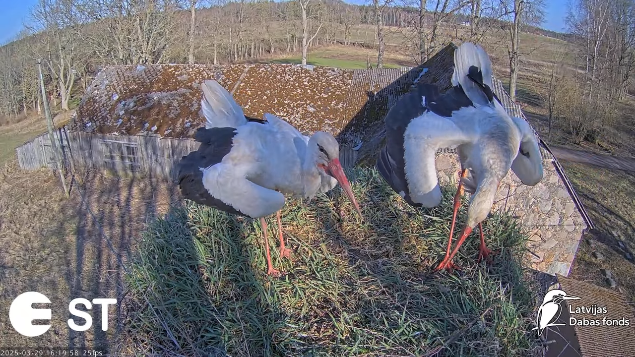 (25) Baltie stārķi (Ciconia ciconia) Tukuma novadā __ White storks in Tukums, Latvia - YouTube - 770