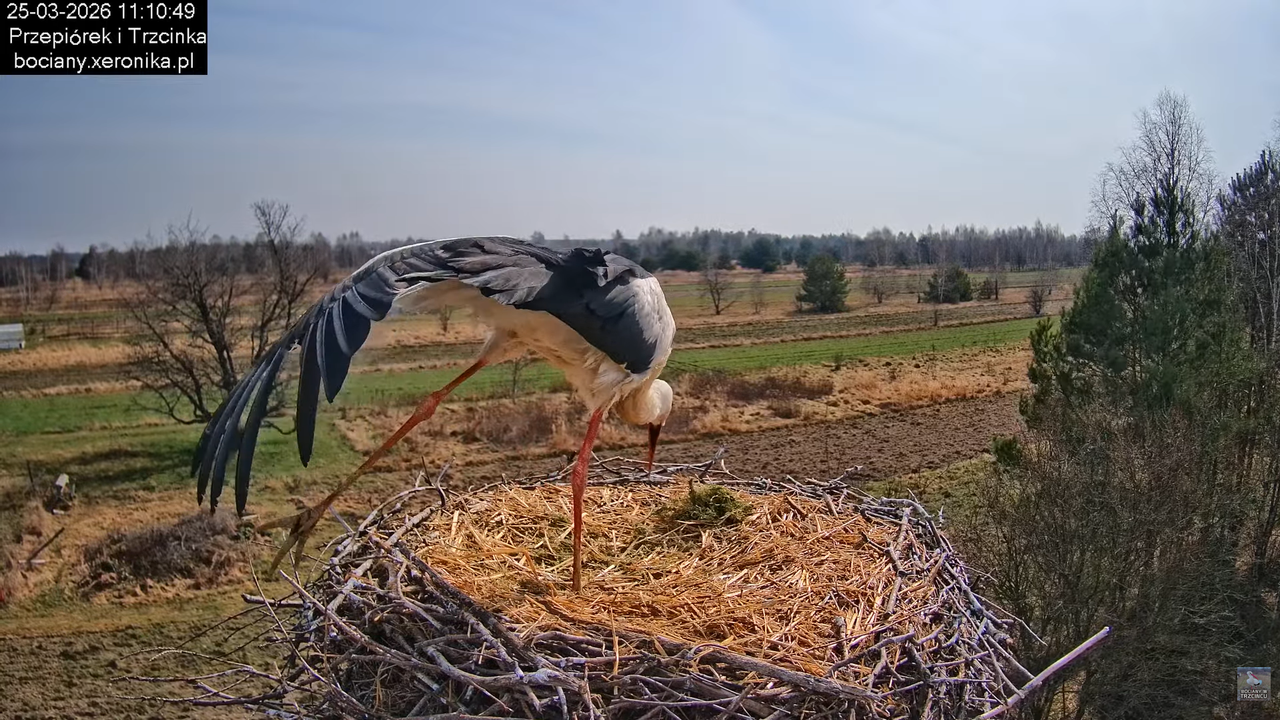 25032026bociany 23