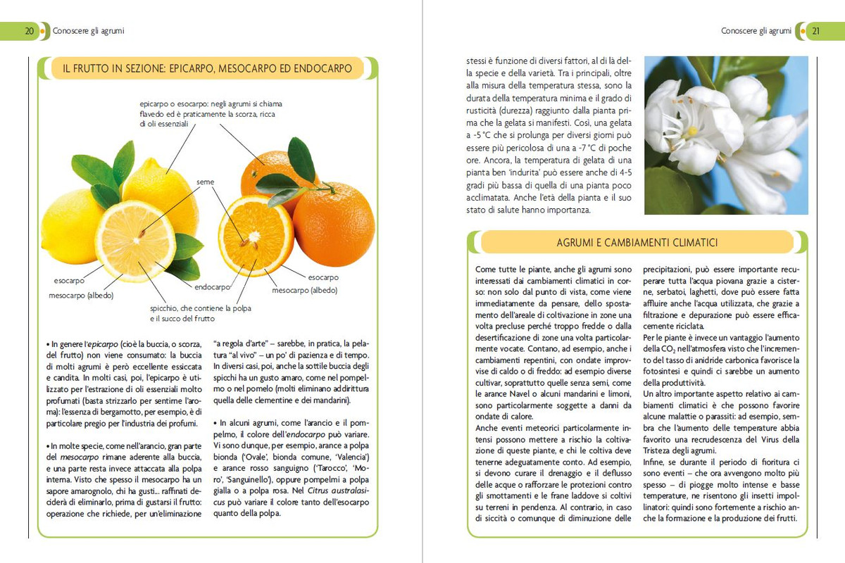 Coltivare gli agrumi (2021) 1