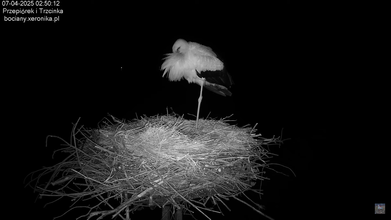 07042025bocian (3)