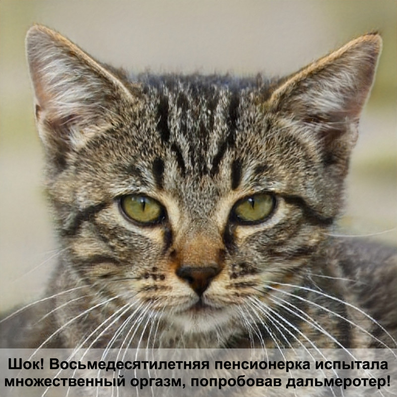 болезни кошек определить по симптомам