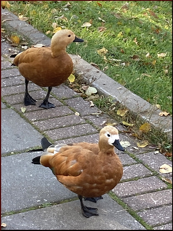 https://i.postimg.cc/pLBWwGr4/15.jpg