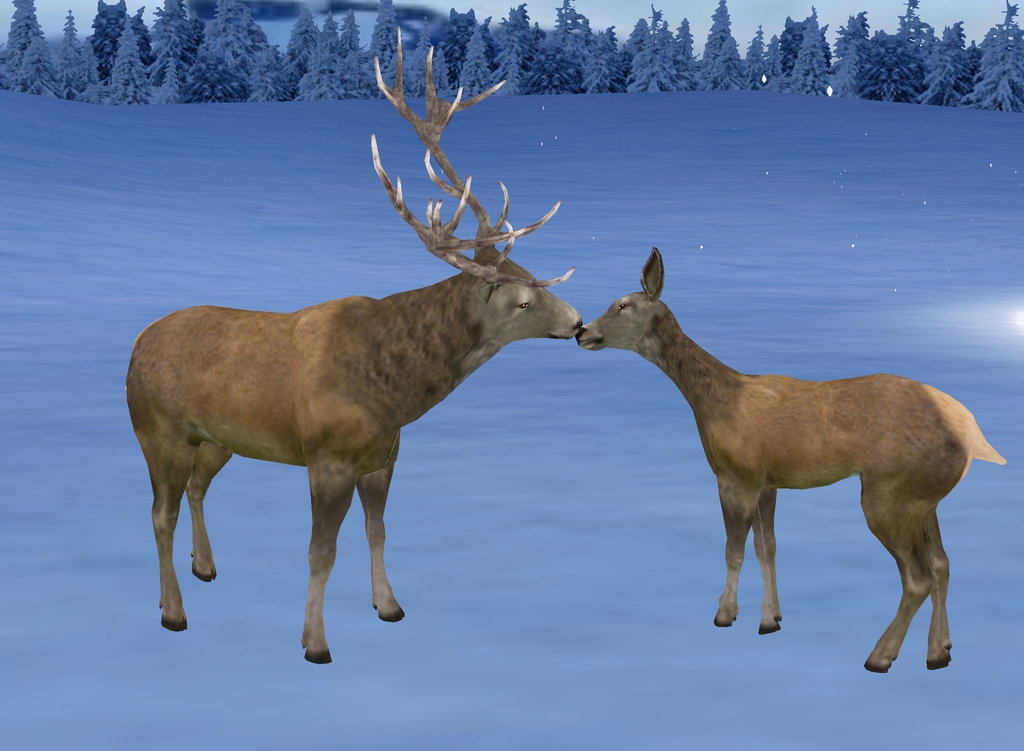 deer-couple