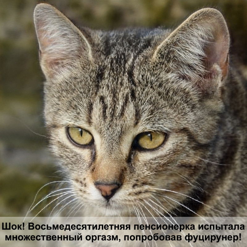 гладкошерстные кошки