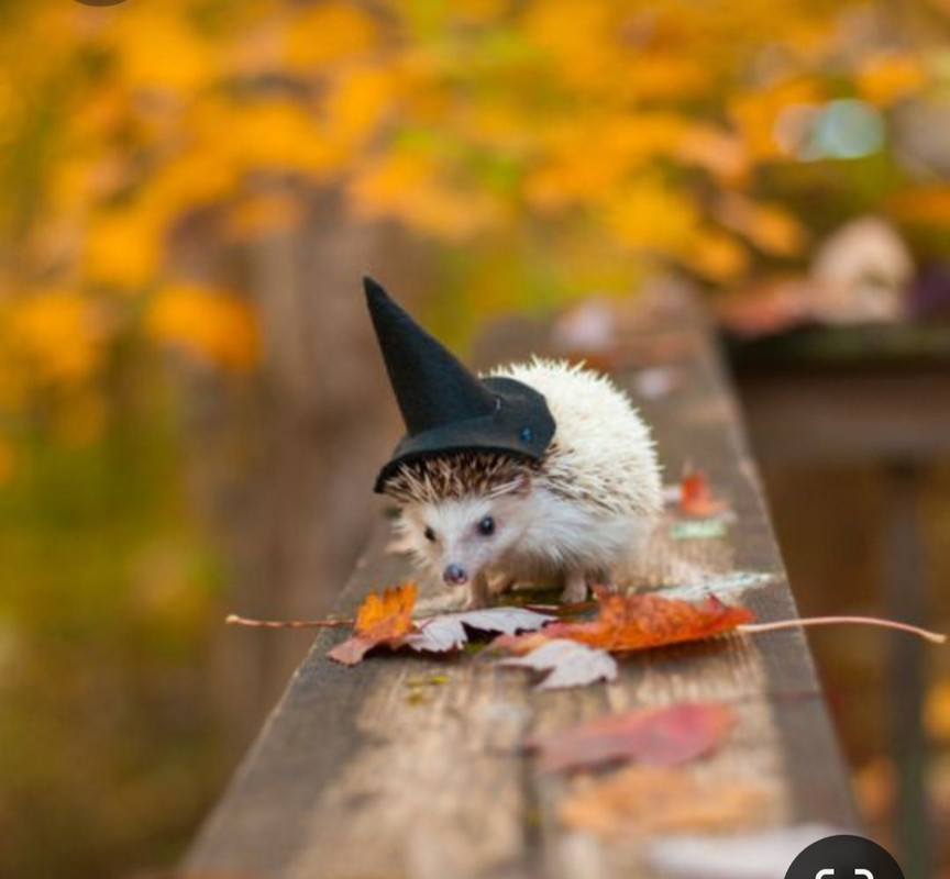 Screenshot_20231023_114951_Pinterest