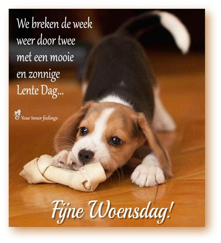 FIJNE-WOENSDAG.jpg