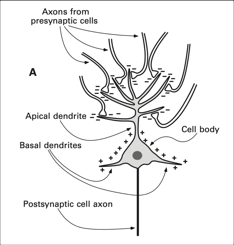 pyramidal cell