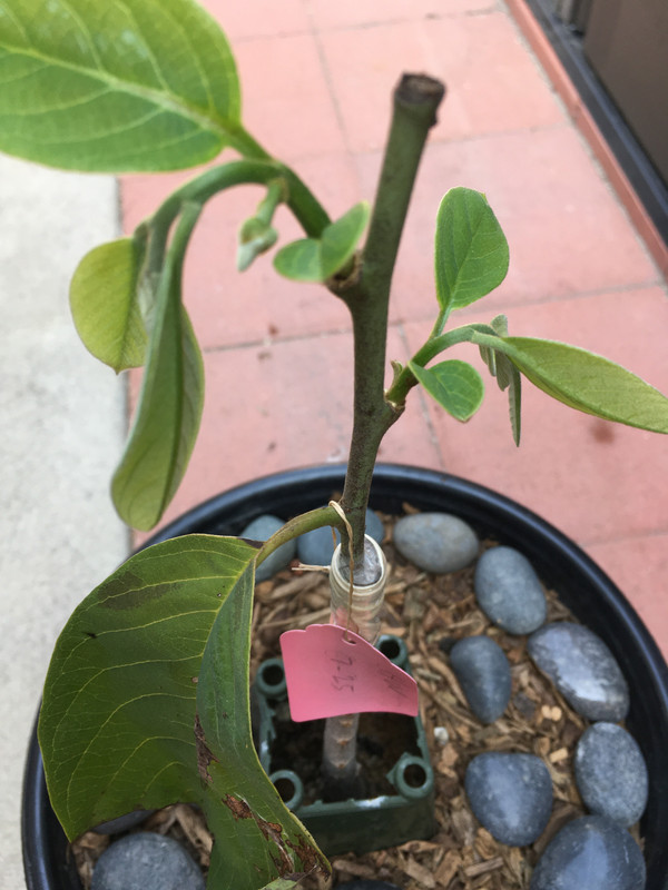 E77876E7-99E7-46B6-B807-AFF103EA2DDC