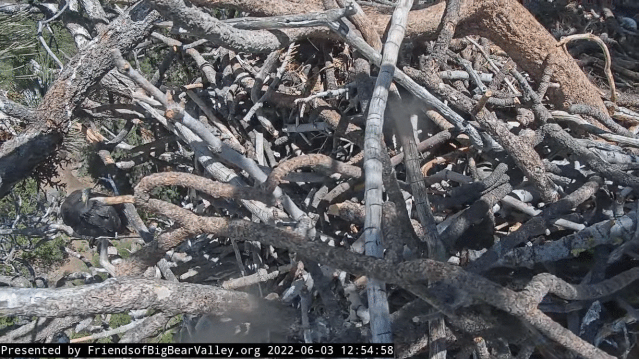 Webp.net-gifmaker (5)