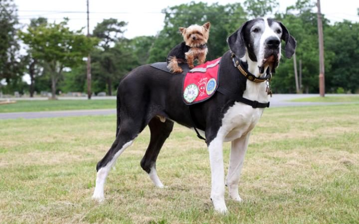 109788014SuperdogNEWS-large_trans  eo_i_u9APj8Ru