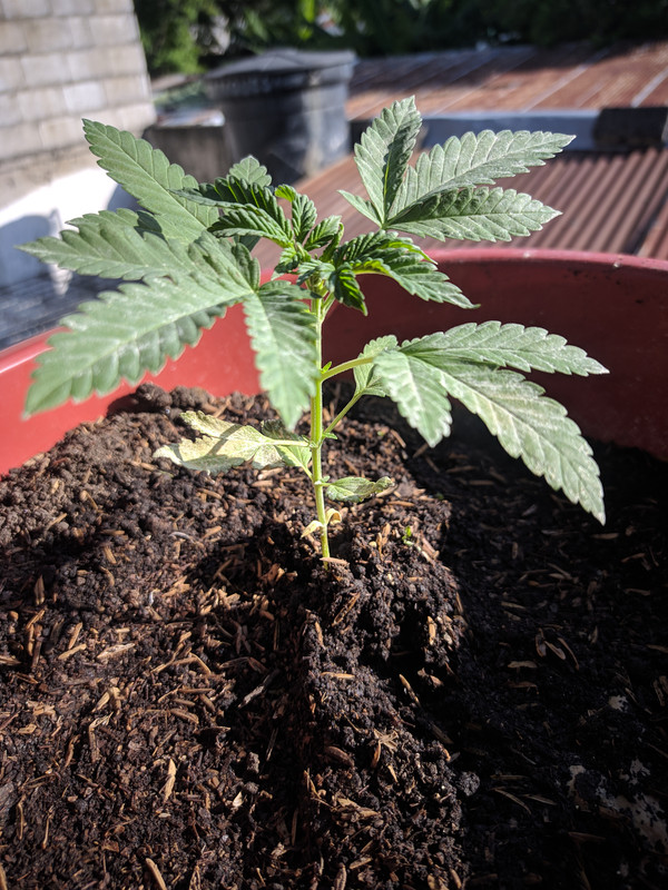 HC_20230127_161529_null