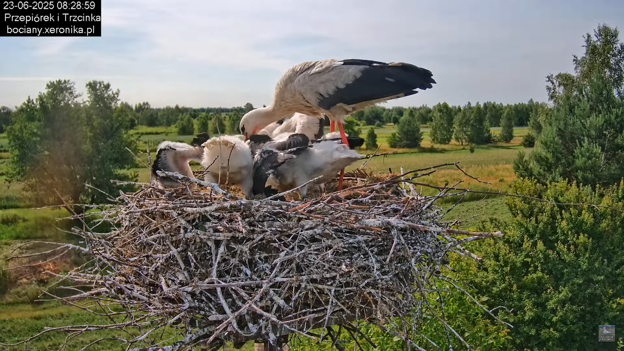 23062025bociany14
