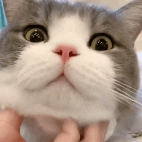 Catchinscratch6ec3d3c639c3a2fd37966732f.gif