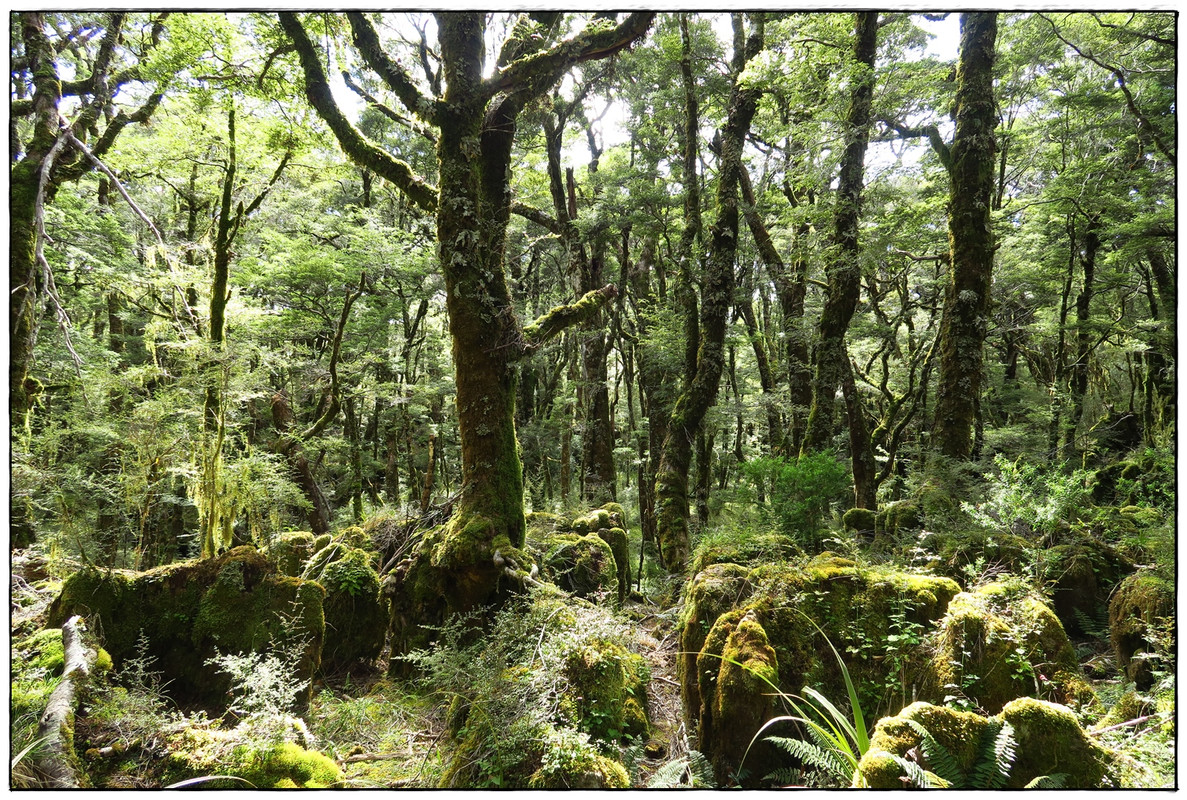 Kahurangi NP: Heaphy Track (Navidad 2020, III) - Escapadas y rutas por la Nueva Zelanda menos conocida (21)