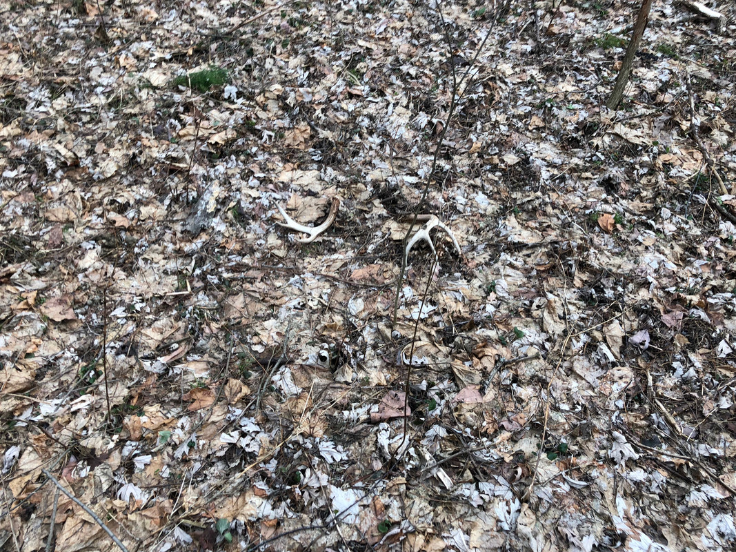 2019 shed zone Page 3 The Hunting Beast