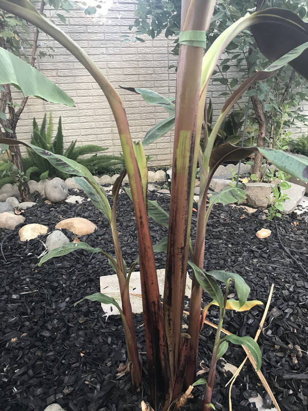 67133070-7595-4F34-8E16-95AA39F6FF0A