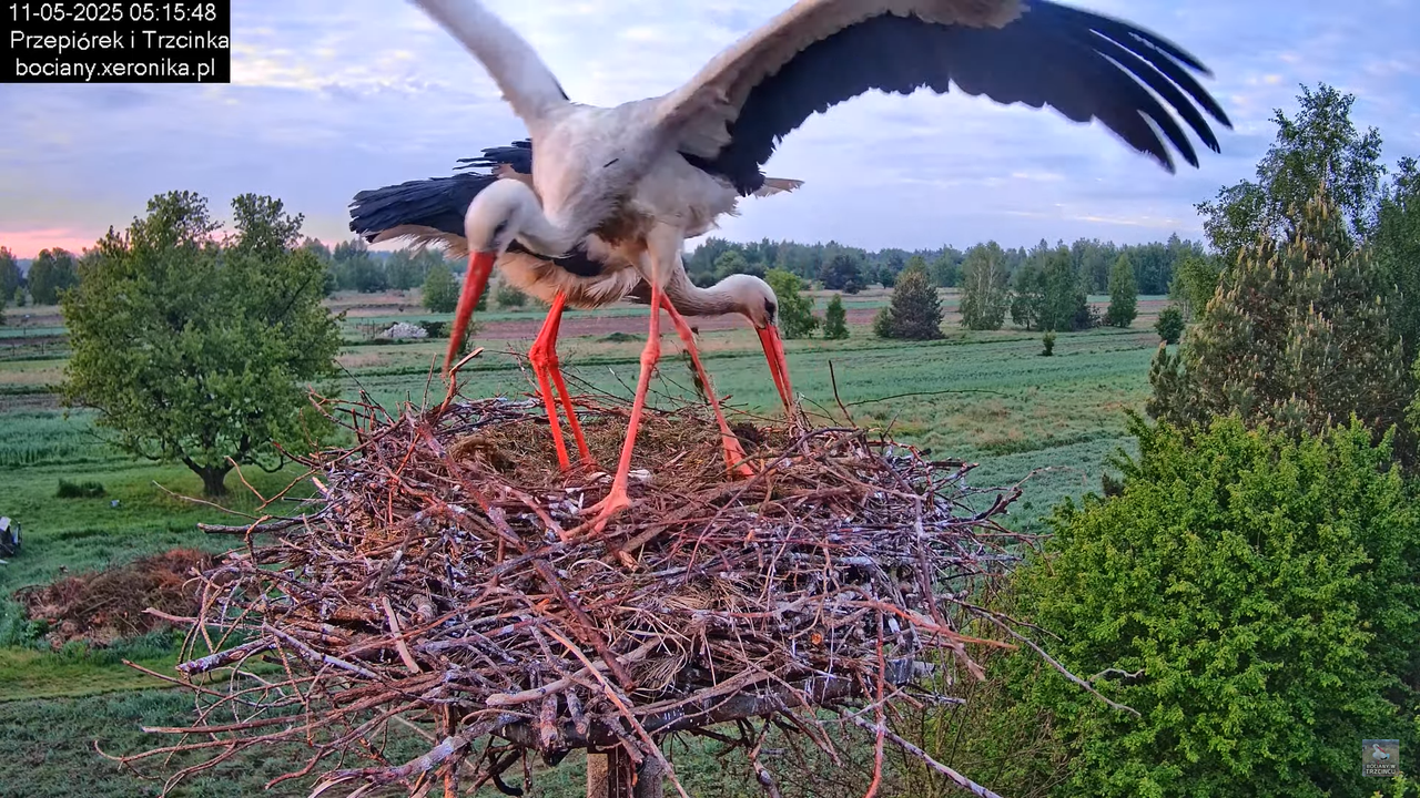 11052025bociany10