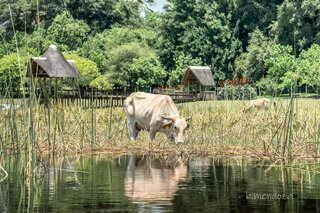 Botswana y Cataratas Victoria: la esencia de África y maravilla natural - Blogs de Botswana - Central Kalahari Game Reserve, Naxai Pan y vuelta anticipada a Maun. (18)