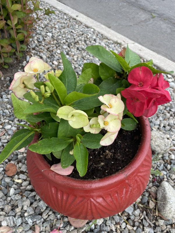 337E5847-25CB-4074-9C02-9FE9E7E6E6E0_1_105_c