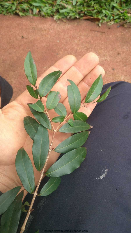 Huertasurbanas_com-2.jpeg-20220921_111617Peruana