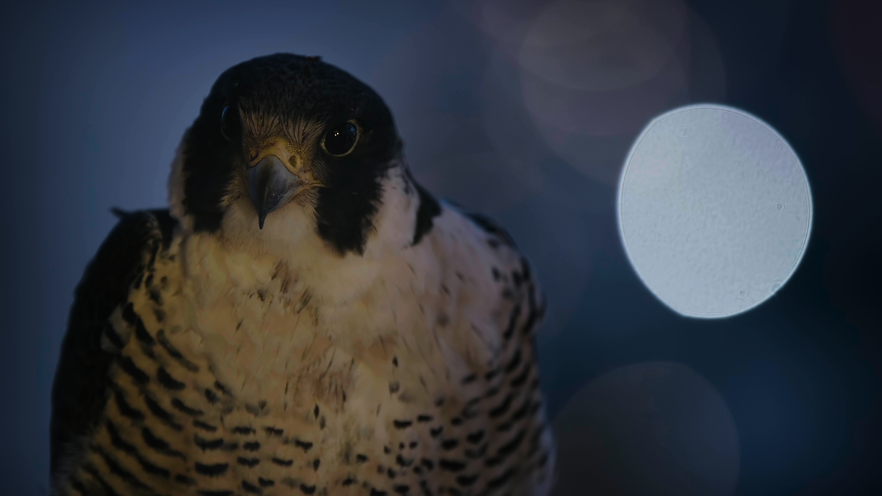 Earth.at.Night.in.Colour.S01E05.HDR.2160p.WEB-DL.DDP5.1.H.265-ROCCaT.mkv_snapshot_07.55_[2020.12.04_