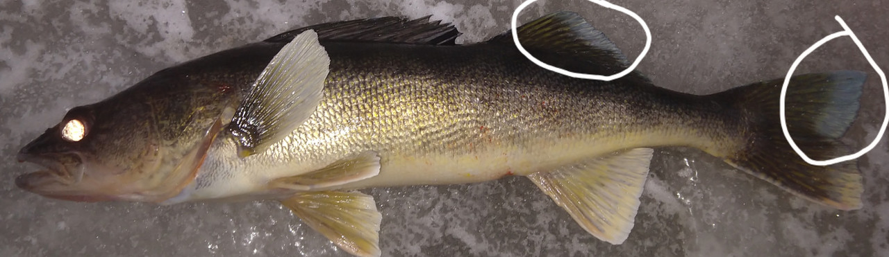 Polish_20210110_213434907